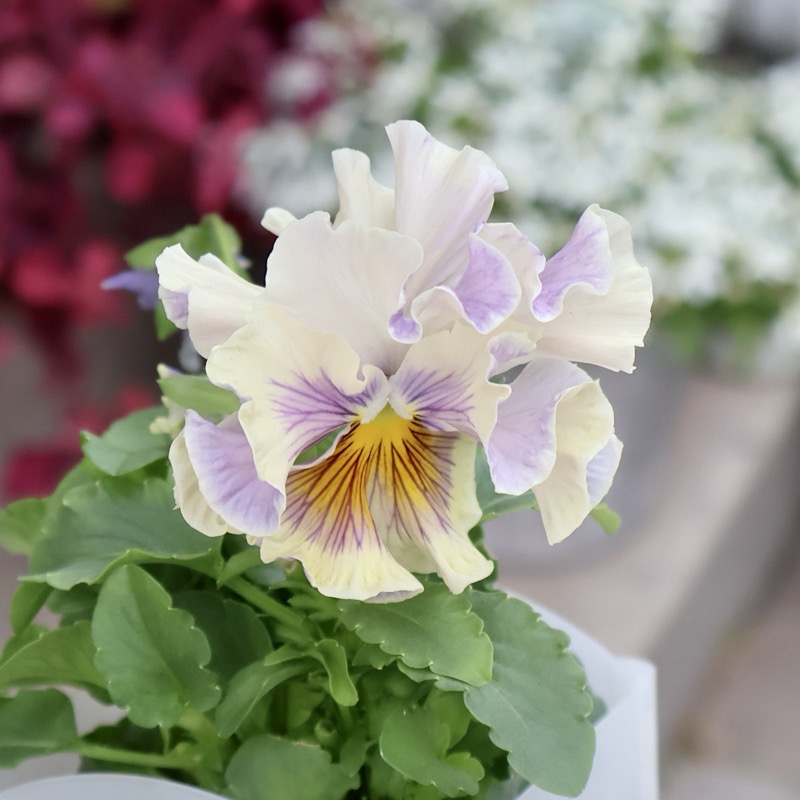 ◆ハーバリウム　183 フリルパンジーと春のお花*.:。✿*゜¨ 現品1点限り☆2025年NEWの希少品種☆フリルパンジー「彩翠華(さい