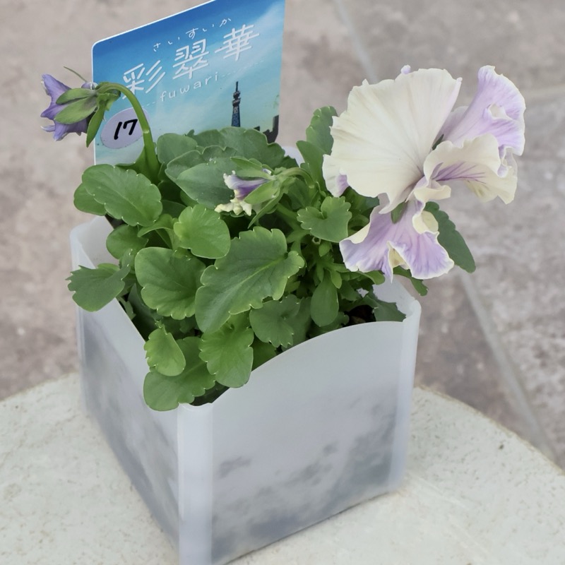 現品1点限り☆2025年NEWの希少品種☆フリルパンジー「彩翠華(さい