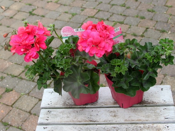 カボラ　ソフビ　ピンク 41efAav9LXL.jpg_BO30,255,255,