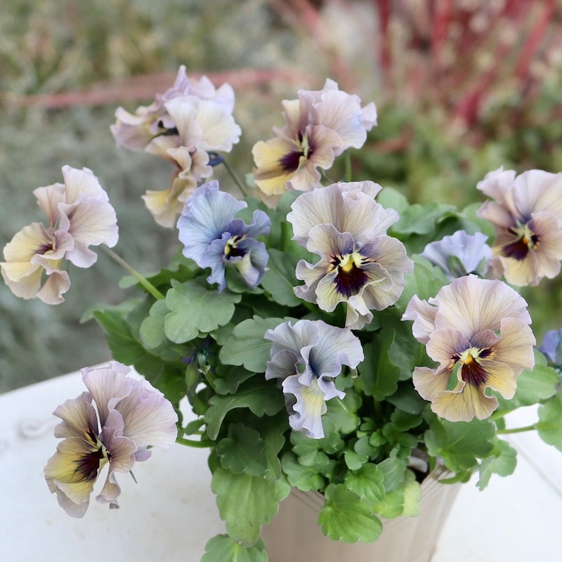 画像の現品!! 石川園芸さんのビオラ「レディ」＜23-14＞