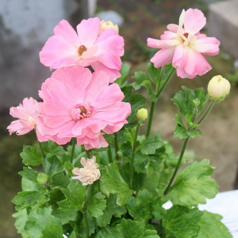 画像の現品!! 【5号鉢】綾園芸さんのラナンキュラス「セイレン」2024年3番