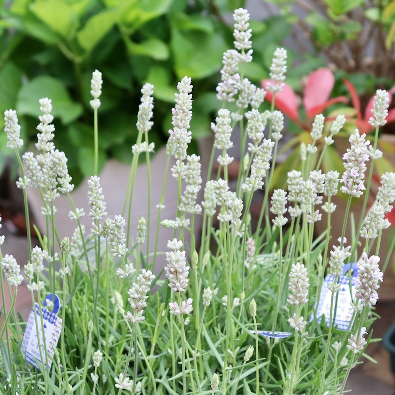 有名ブランド 希少北海道ホワイトイングリッシュラベンダー 正規品大苗