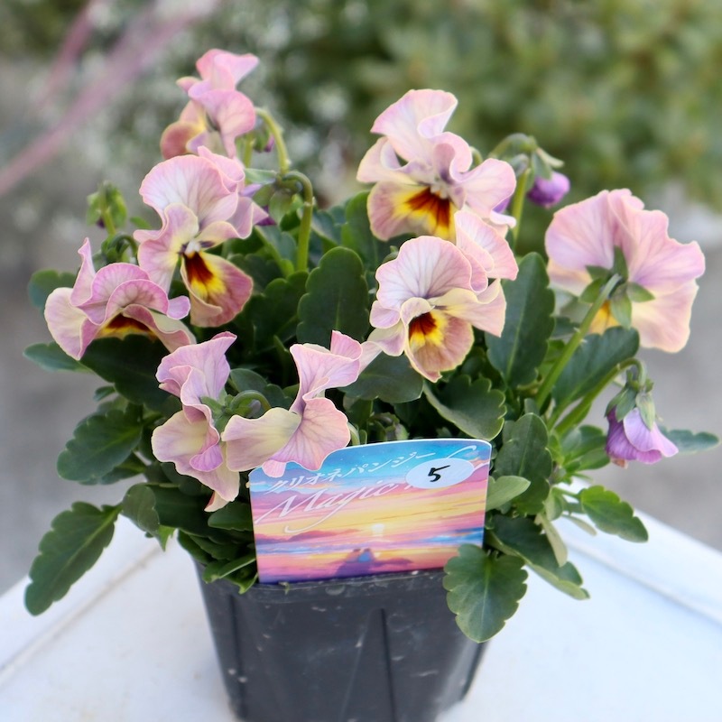 画像の現品1点限り!! 超良株☆桂楓園さんのクリオネパンジー「マジック