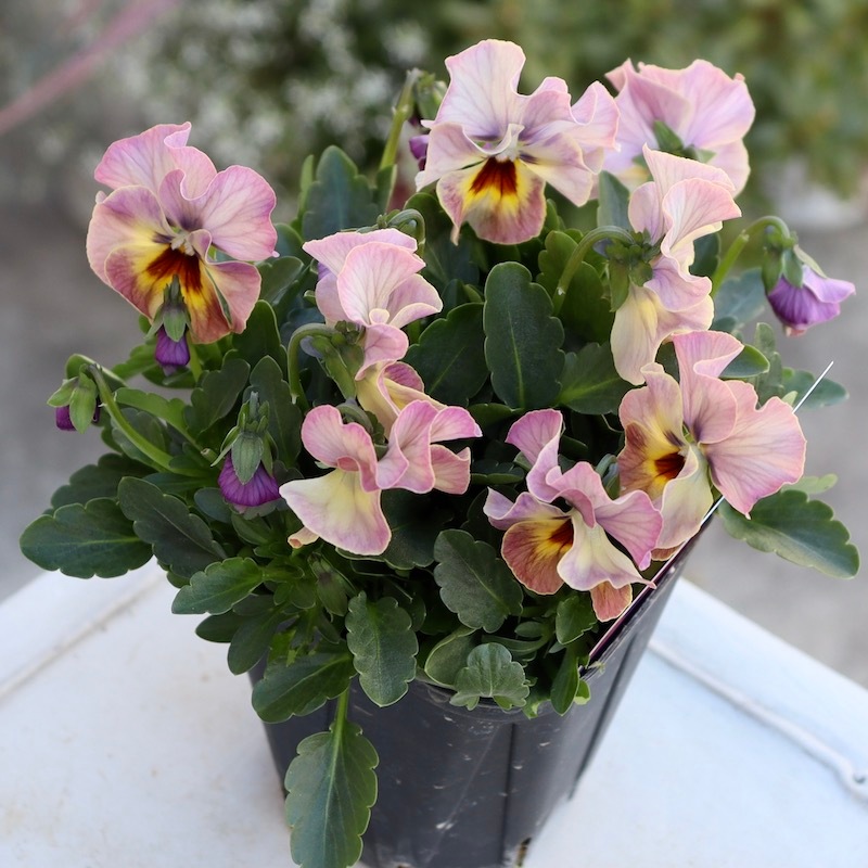 画像の現品1点限り!! 超良株☆桂楓園さんのクリオネパンジー「マジック