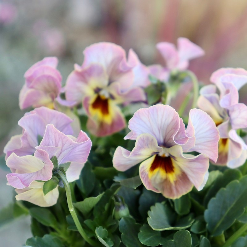 画像の現品1点限り!! 超良株☆桂楓園さんのクリオネパンジー「マジック