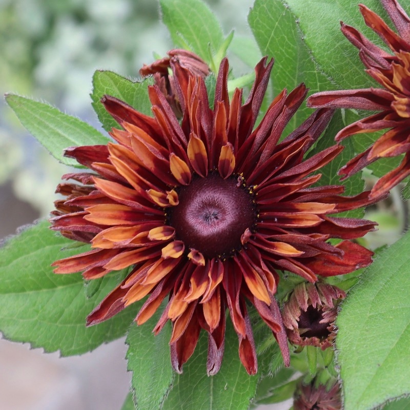 画像の現品!!希少苗☆ルドベキア・キャラメルミックス☆No.25(3.5号ポット)