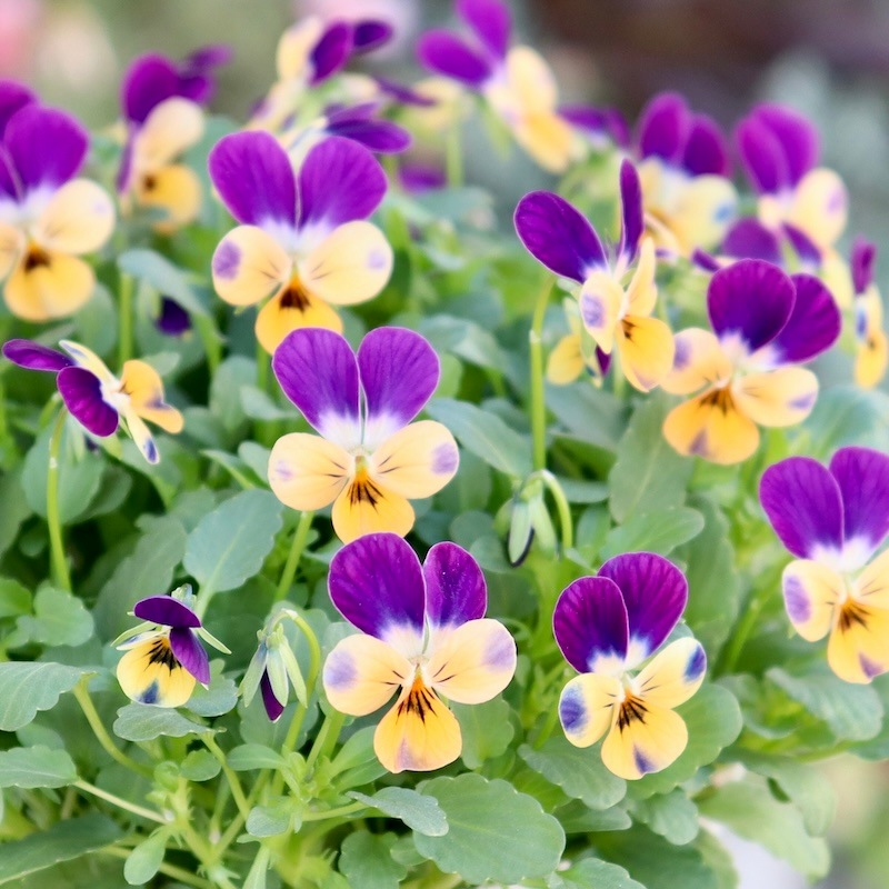 ビオラパンプキンの寄植え ビオレッタの寄植え ビオラパンプキンの寄植え ビオレッタの寄植え ビオラとパンジーの寄せ