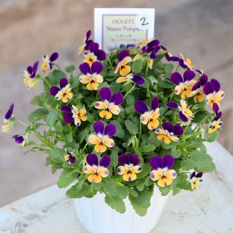 2024年NEW現品1点限り☆フラワーハーツさんの小輪ビオラ・ビオレッタ