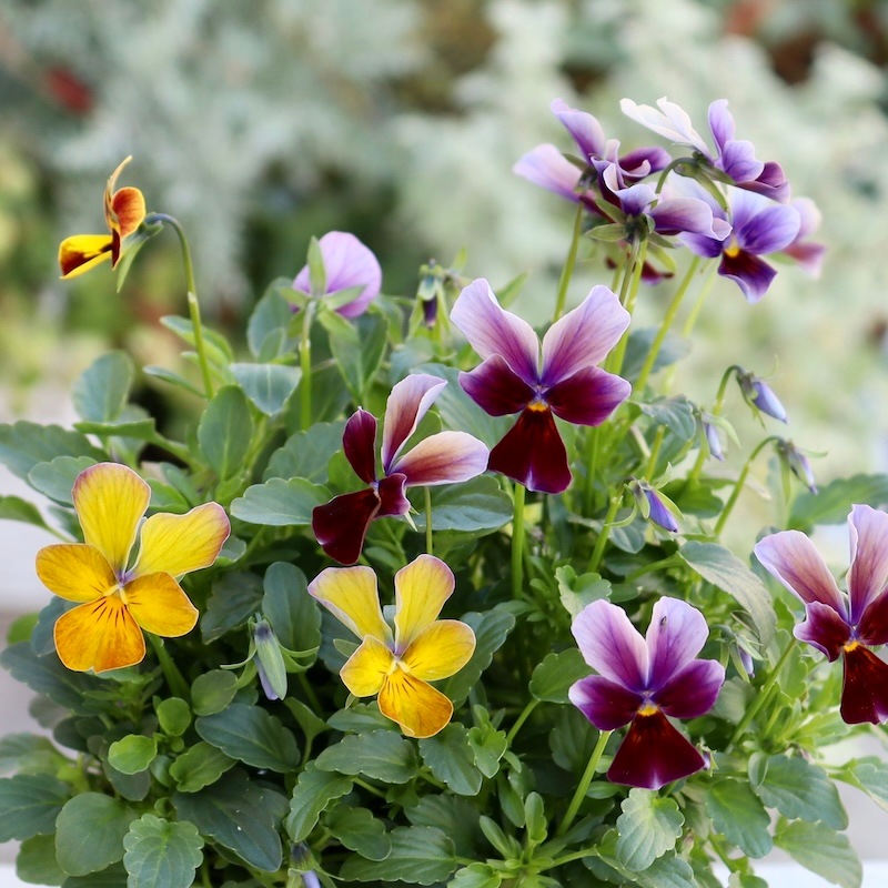 画像の現品1点限り☆ゲブラさん育種ビオラの新品種「アマゾネス」40番