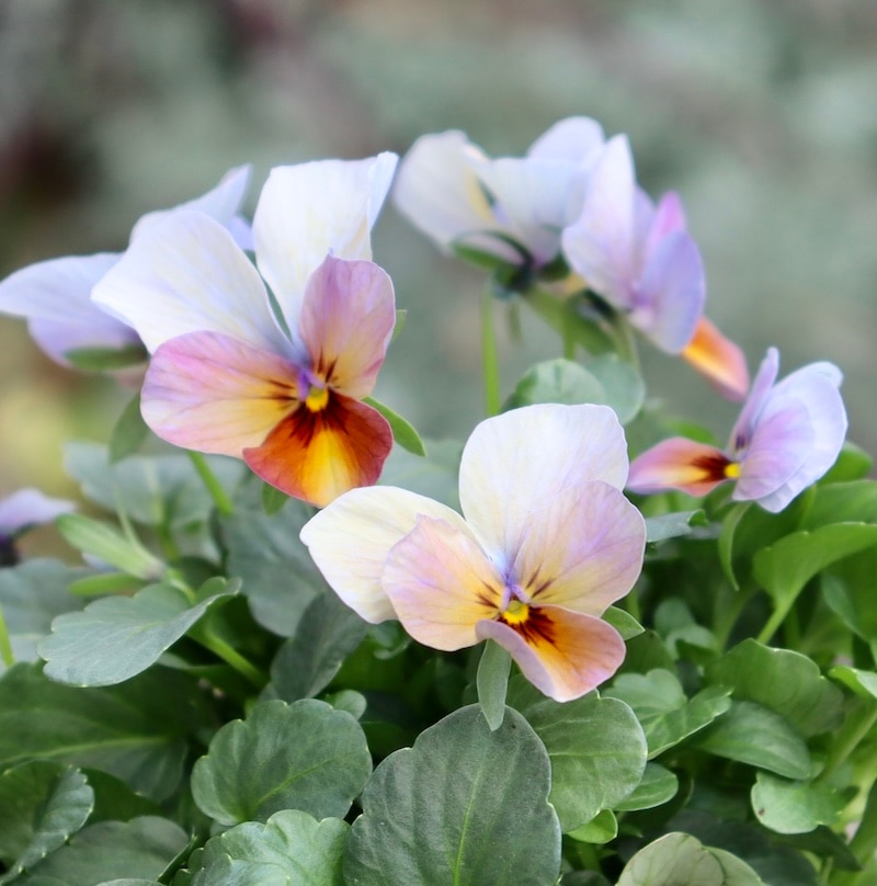 画像の現品1点限り☆ゲブラさん育種ビオラの新品種「アマゾネス」54番