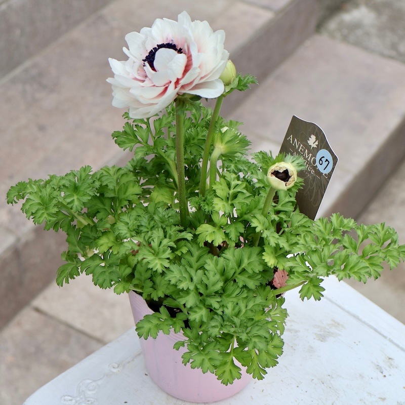 アネモネ 2_000000009096.jpg?1743598791