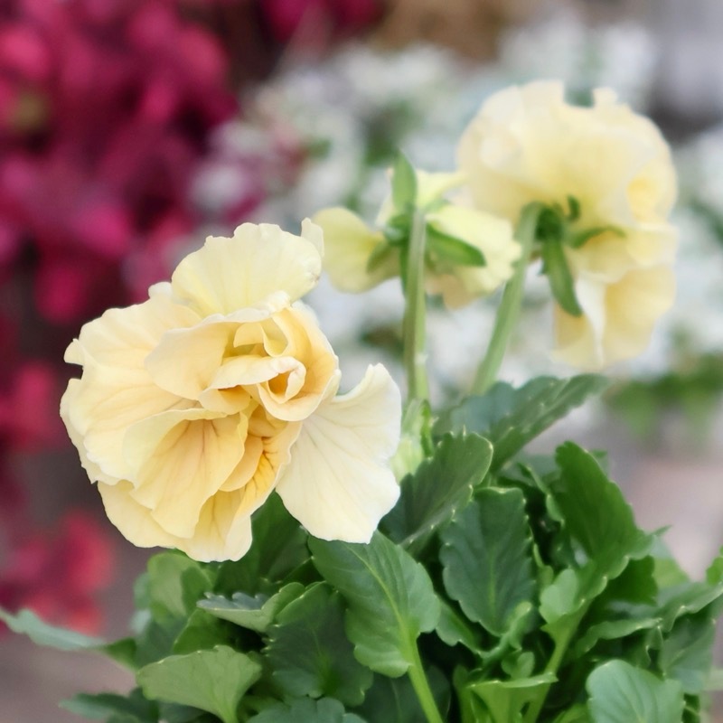 現品1点限り☆2025年NEWの希少品種☆フリルパンジー「彩翠華(さい