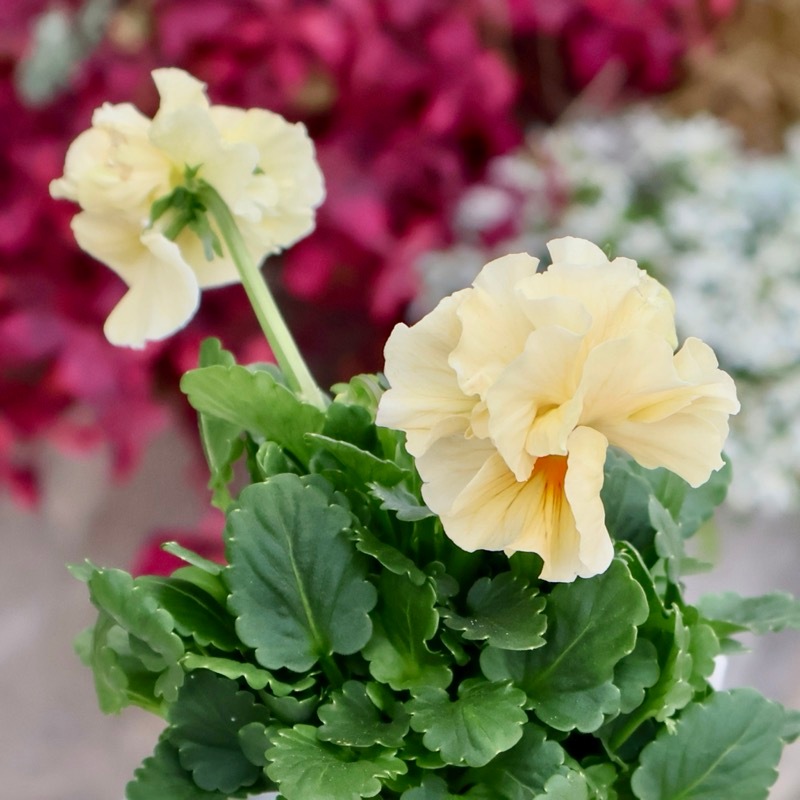 現品1点限り☆2025年NEWの希少品種☆フリルパンジー「彩翠華(さい