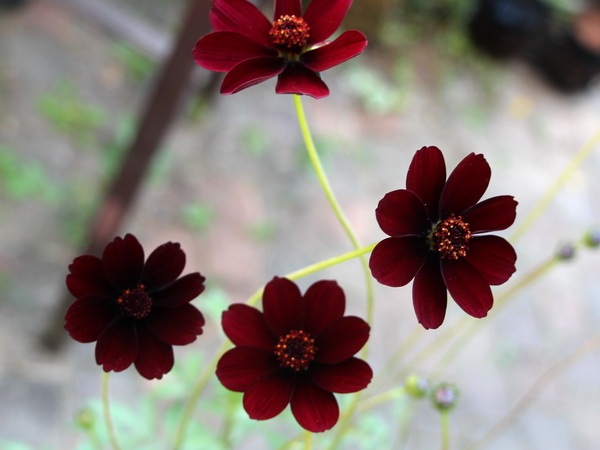 5号鉢】チョコレートコスモス「ショコラ」