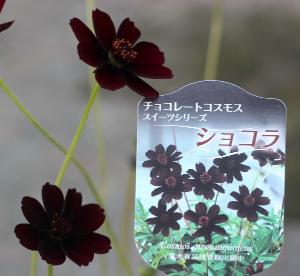 5号鉢】チョコレートコスモス「ショコラ」