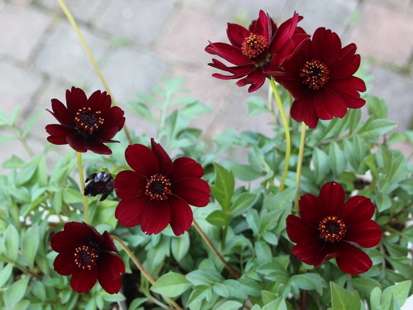 5号鉢】チョコレートコスモス「ショコラ」