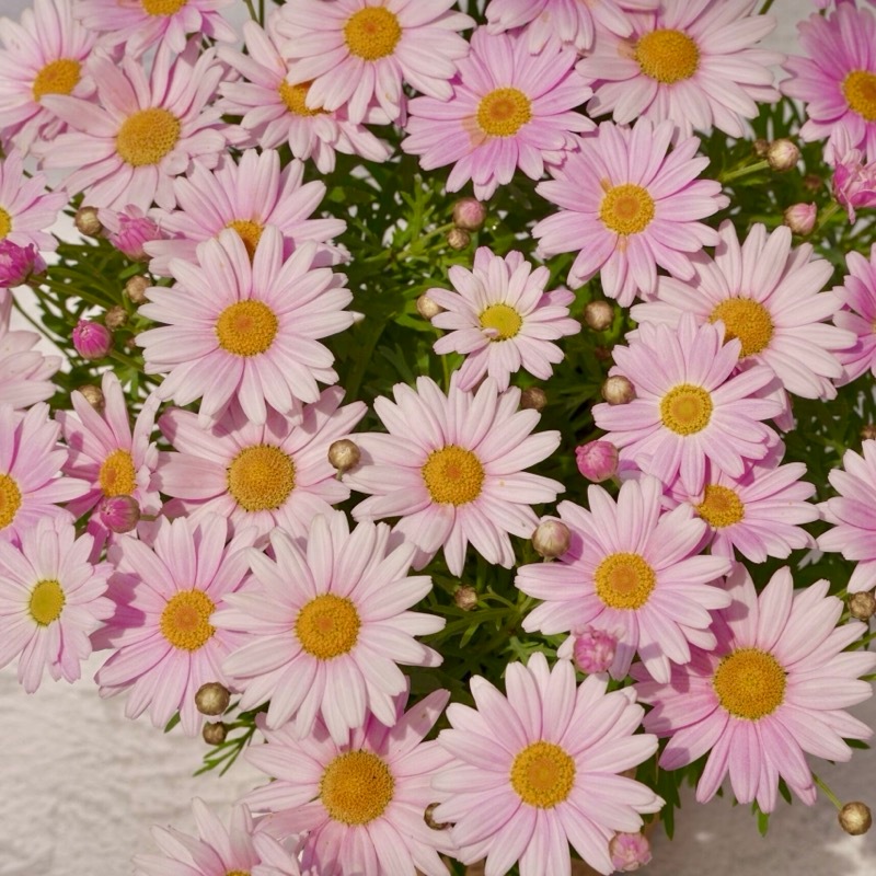 15_000000011097.jpg?1778211665