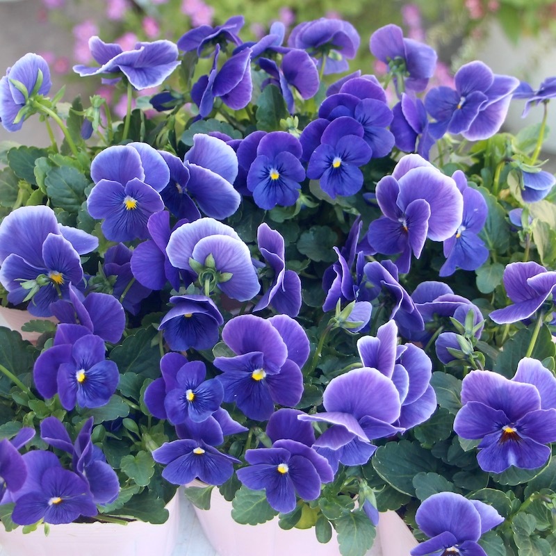 パンジー わらく エーゲブルー 3 5号ポット パンジー わらく エーゲブルー 3 5号ポット