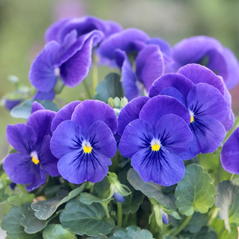 超良株入荷♪パンジー・わらく「エーゲブルー」(3.5号ポット)