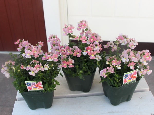 専用　ＫＡ27♥フェデネージュ　クリームピンク♥花苗ポットごと 芳香宿根ネメシア・裏プレミアム「ピンク」(3.5号ポット)