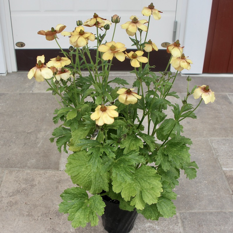 特大株!!画像(ラスト10枚)の現品1点限り☆ラナンキュラス・ラックス