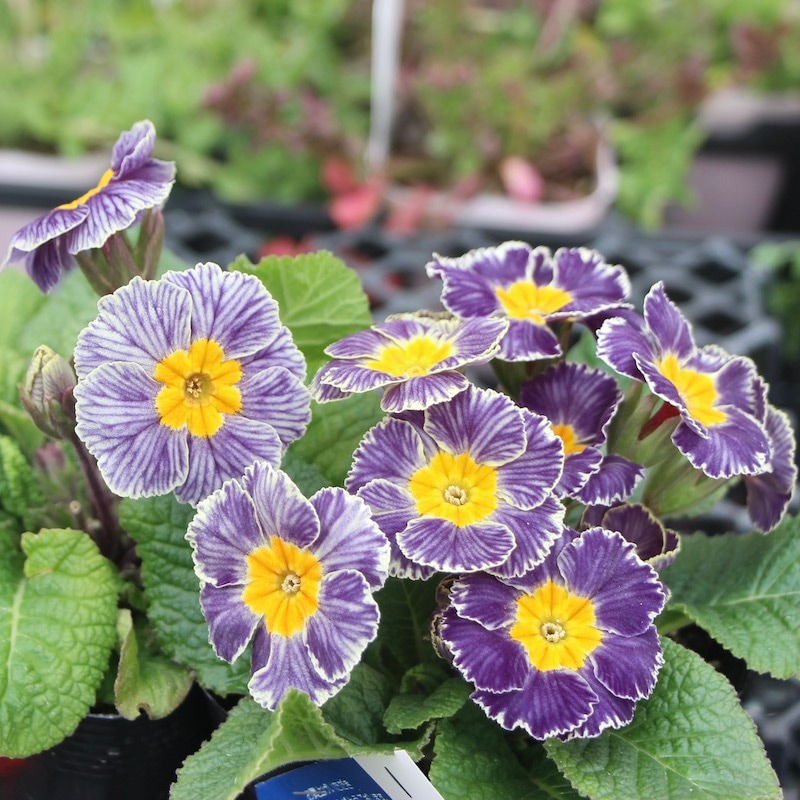 専用　プリムラジュリアン寄植え他6種　クレイフラワー 7f4440d323a656de5505cd46016a2c