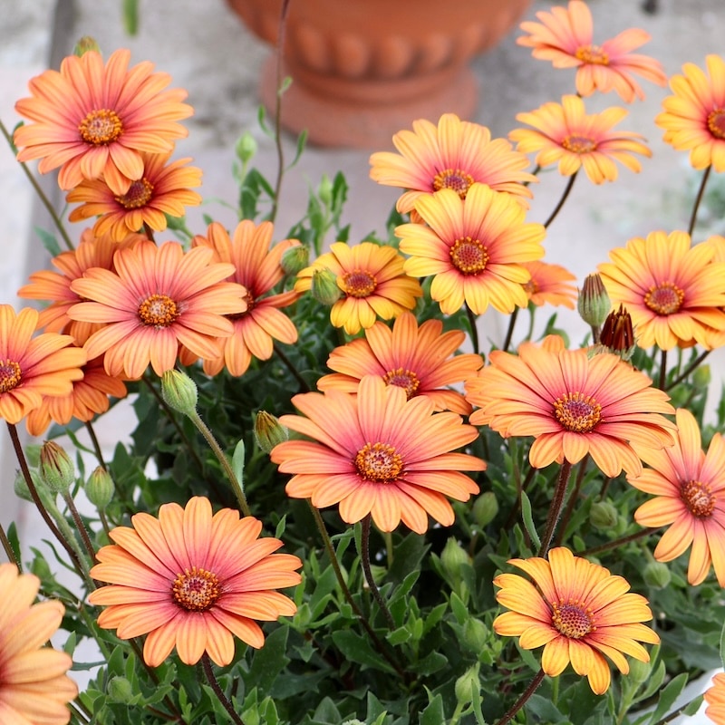 中小輪系オステオスペルマム「マンダリン」byゲブラナガトヨ(3.5号ポット)