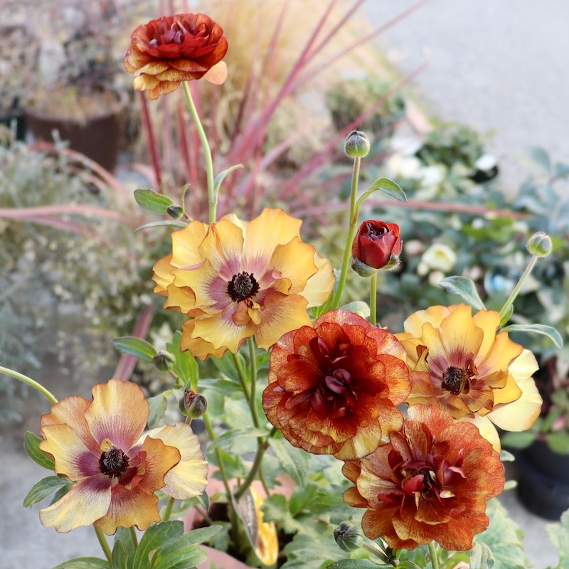 画像(最後の4枚)の現品1点限り☆超特大☆ラナンキュラス・ラックス 画像(最後の4枚)の現品1点限り☆超特大☆ラナンキュラス・ラックス