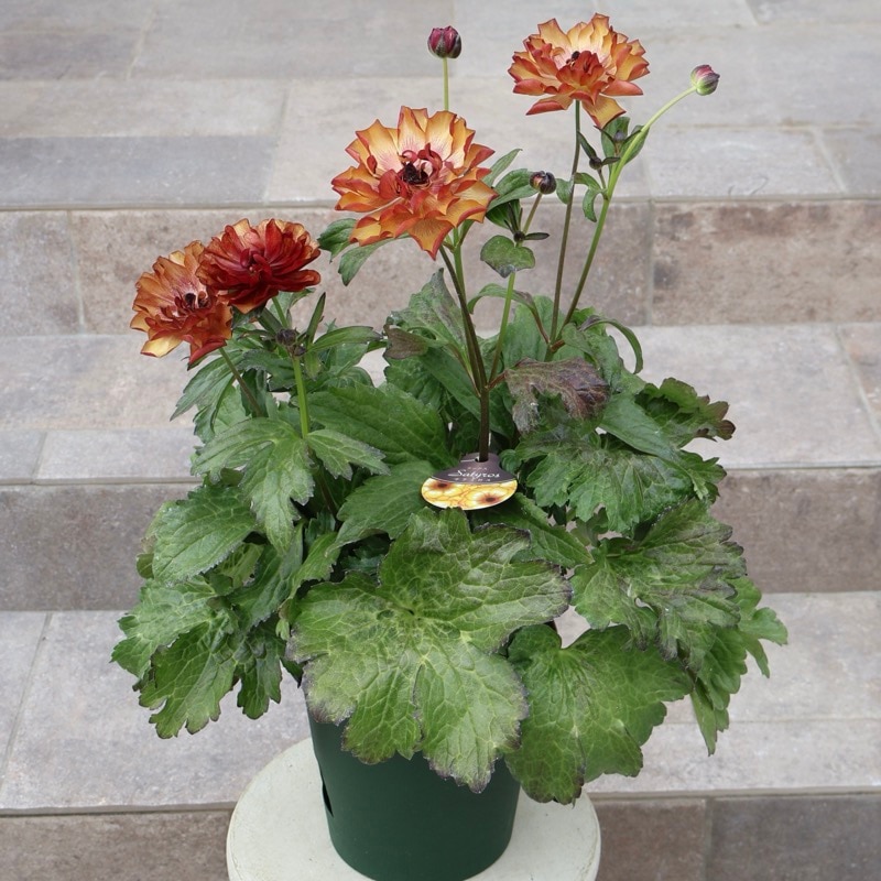 お値打ちの特大株!!《画像(最後の3枚)の現品1点限り》ラナンキュラス