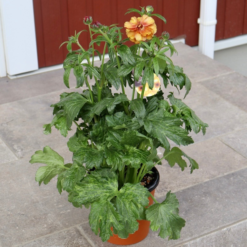 ラナンキュラス 園芸ネット本店｜ラナンキュラス：ラックス グレーシス6号鉢 の通販