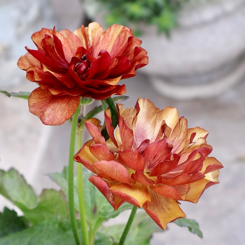 お値打ちの特大株!!《画像(最後の3枚)の現品1点限り》ラナンキュラス