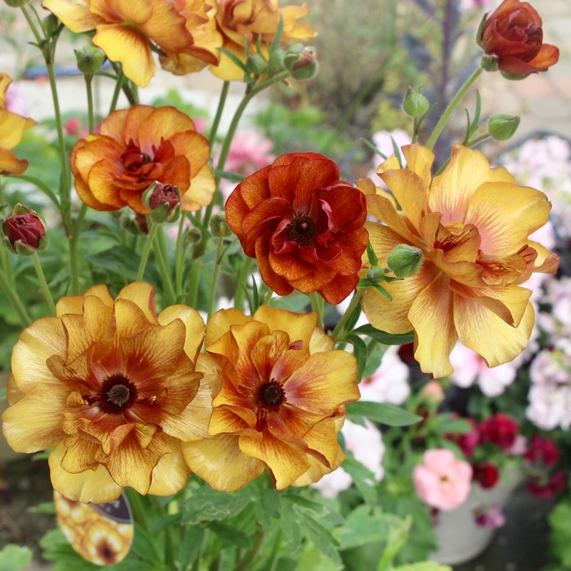 お値打ちの特大株!!《画像(最後の3枚)の現品1点限り》ラナンキュラス