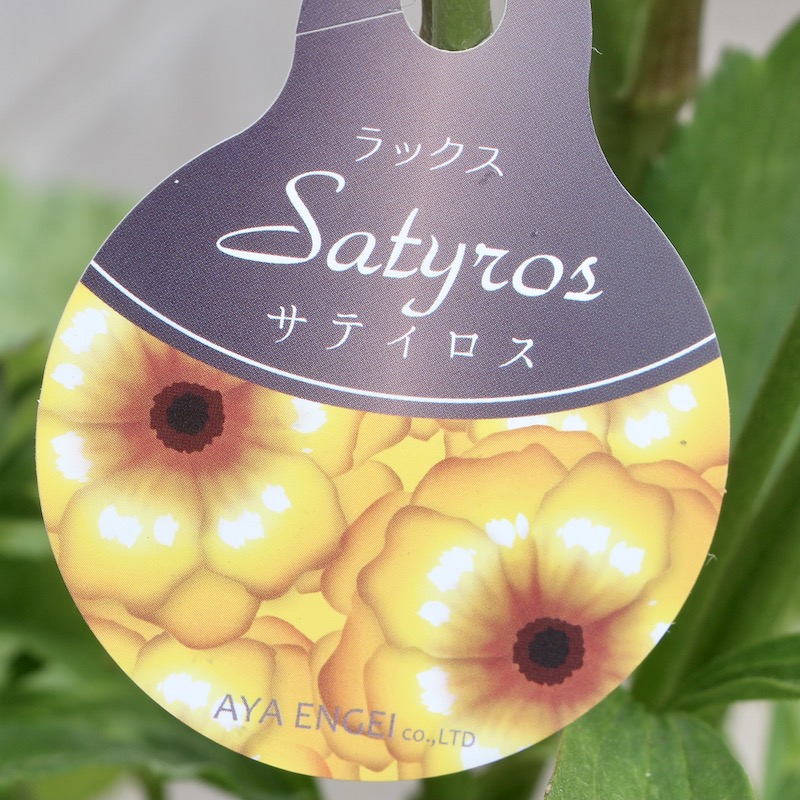 ミニりゅう 虹入り⭐菊花水晶クラスター⭐2個お花付⭐N108 ミニアイリス