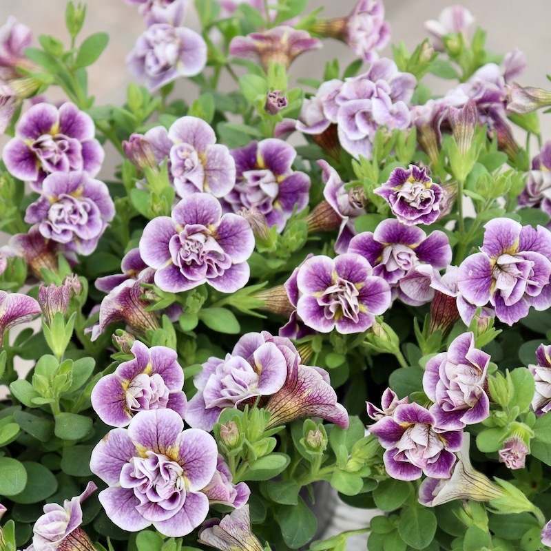 ジョルディカワムラさんのティフォシー・アンティークシリーズ