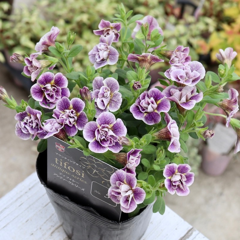 ジョルディカワムラさんのティフォシー・アンティークシリーズ「No.5