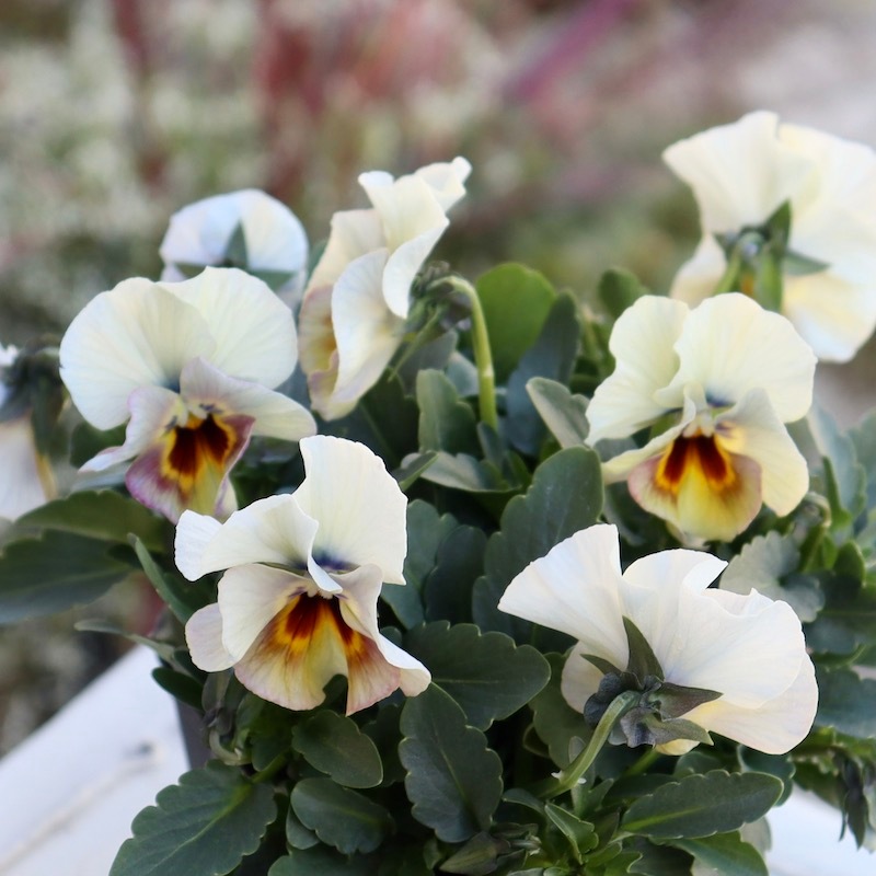 画像の現品1点限り!! 超良株☆桂楓園さんのクリオネパンジー「マジック