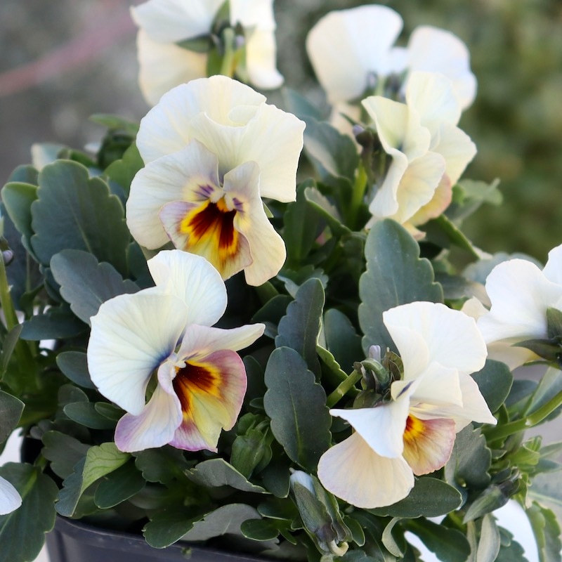 画像の現品1点限り!! 超良株☆桂楓園さんのクリオネパンジー「マジック