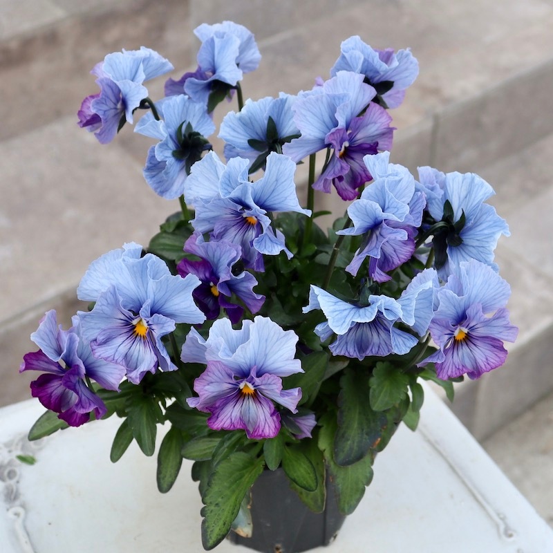 画像と同じ色の花みっけ♪1点限り】超良株☆桂楓園さんのパンジー