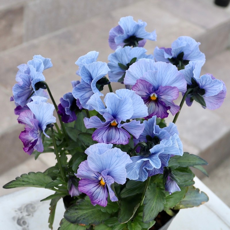 画像と同じ色の花みっけ♪1点限り】超良株☆桂楓園さんのパンジー