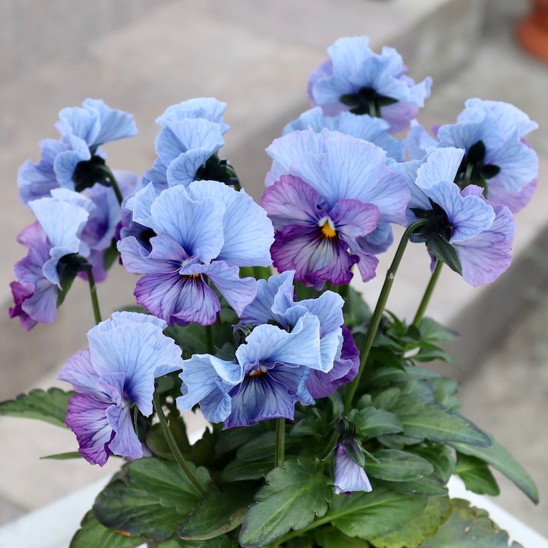 画像と同じ色の花みっけ♪1点限り】超良株☆桂楓園さんのパンジー