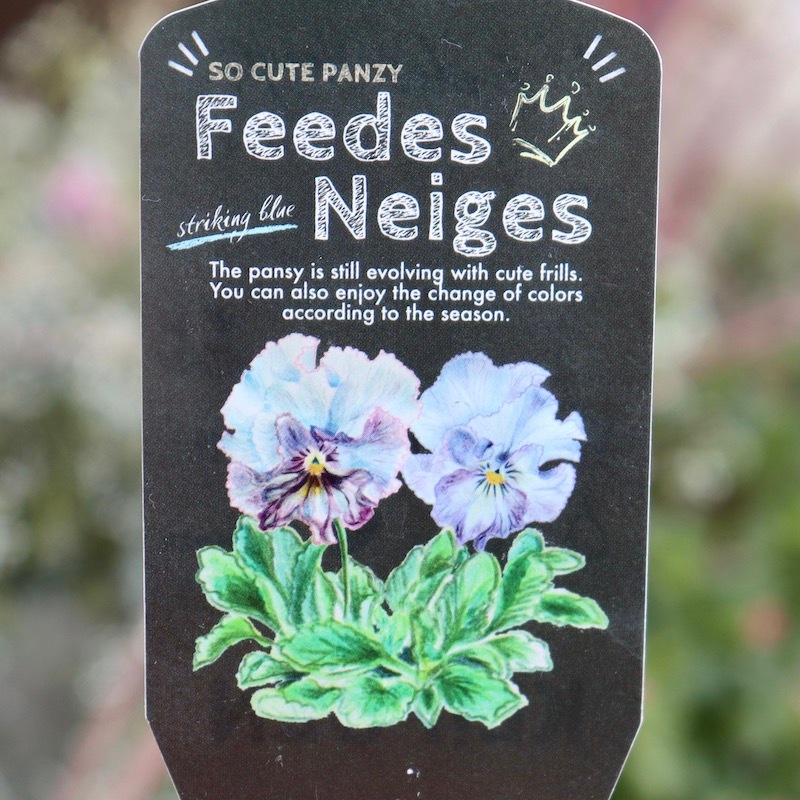 画像と同じ色の花みっけ♪1点限り】超良株☆桂楓園さんのパンジー