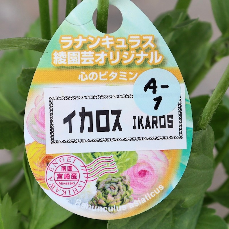 希少品☆現品1点限り!! 綾園芸さんの変わり咲きラナンキュラス 希少品☆現品1点限り!! 綾園芸さんの変わり咲きラナンキュラス