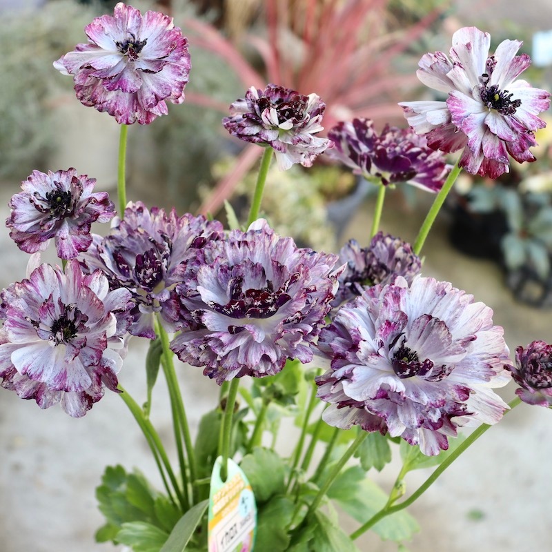 9_000000006997.jpg?1708089329