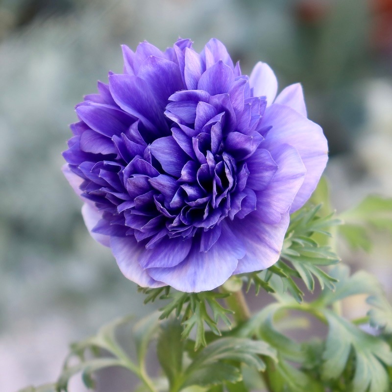 画像の現品1点限り!! 2年生株のプレミアム八重咲きアネモネ「パンドラ