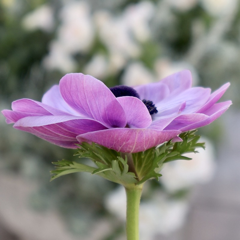 画像の現品1点限り》2年生株のプレミアム二重?咲きアネモネ「パンドラ