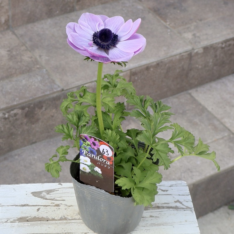 画像の現品1点限り》2年生株のプレミアム二重?咲きアネモネ「パンドラ