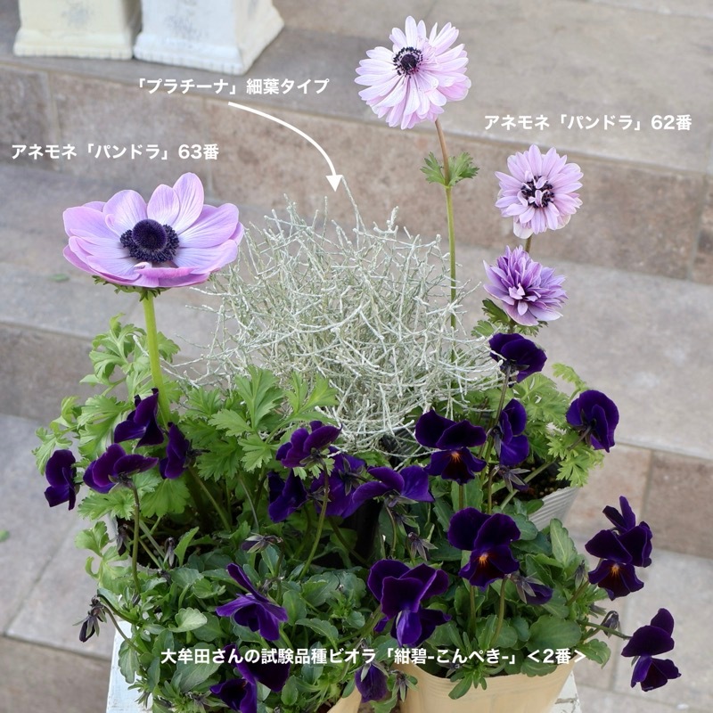 画像の現品1点限り》2年生株のプレミアム二重?咲きアネモネ「パンドラ