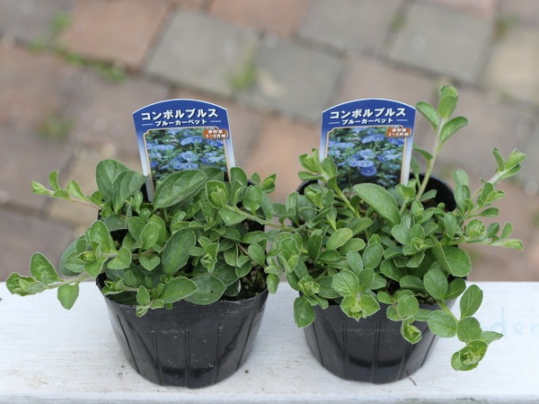 ボリューム満点☆コンボルブルス・ブルーカーペット(3.5号ポット)