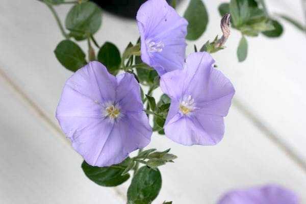 ボリューム満点☆コンボルブルス・ブルーカーペット(3.5号ポット)