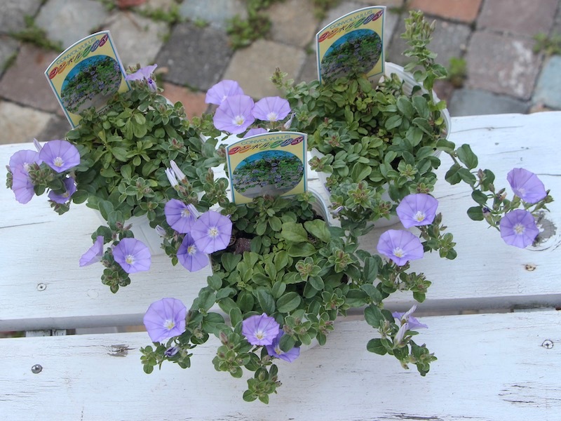 ボリューム満点☆コンボルブルス・ブルーカーペット(3.5号ポット)